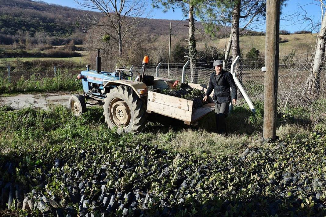 O köyün gelir kapısı: Pazarda kilosu 35 TL'den satılıyor! Hasat başladı, tezgahta bolluk yaşanıyor 13